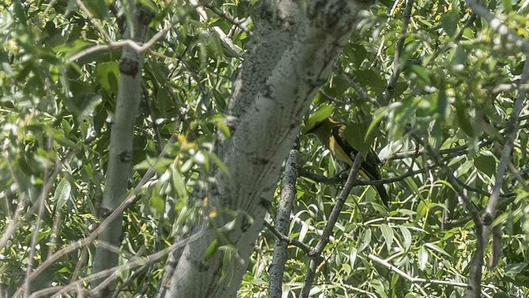 Eurasian Golden Oriole